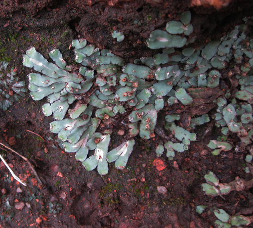 Plagiochasma rupestre var. volkii