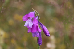 Gladiolus palustris