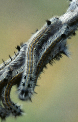 Rhinobombyx cuneata