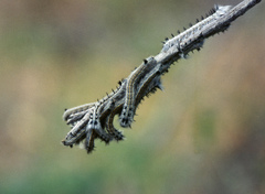 Rhinobombyx cuneata
