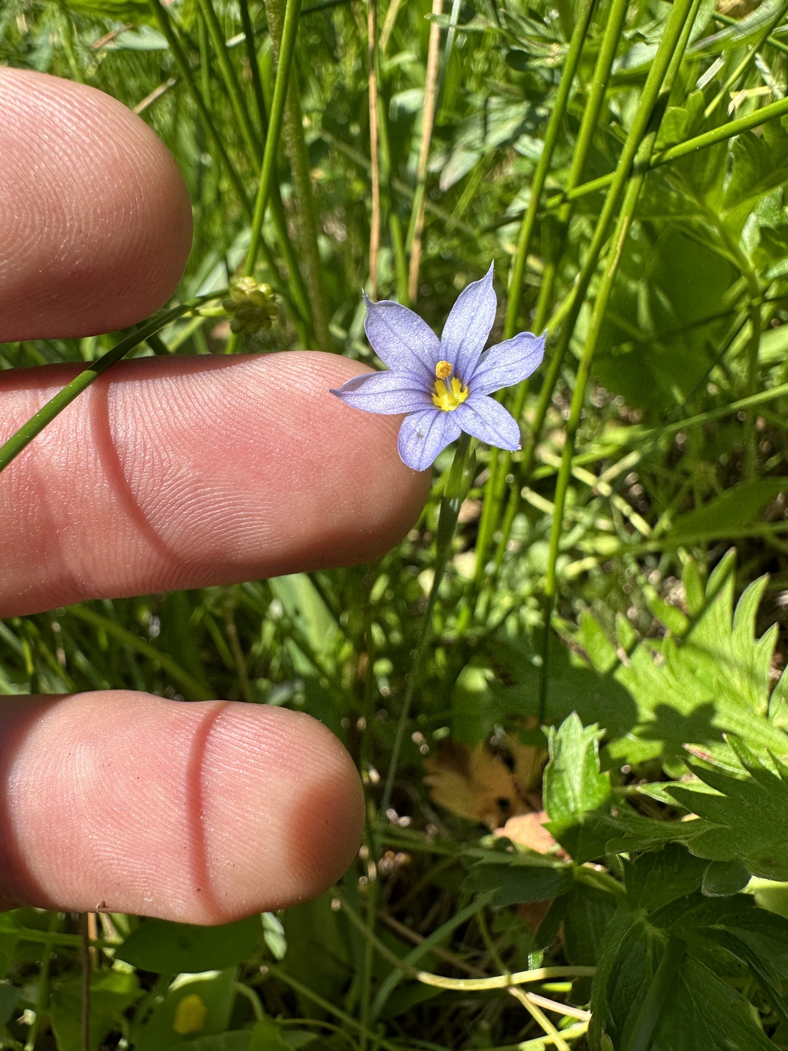 Sisyrinchium sarmentosum