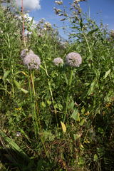 Allium nutans