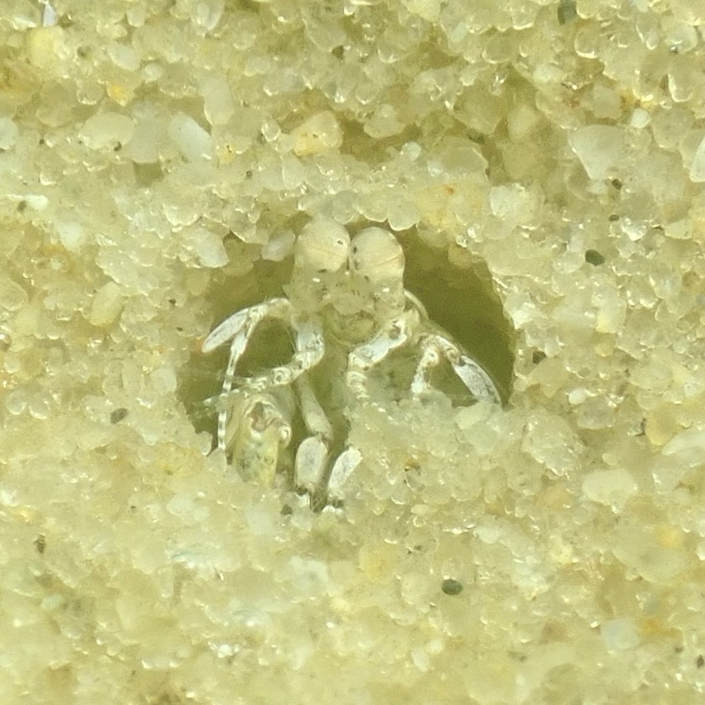 Nannosquilla grayi