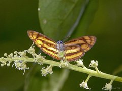 Pantoporia aurelia