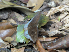 Tanaecia godartii asoka