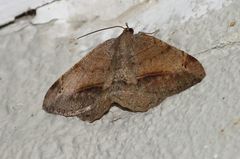 Chiasmia brongusaria