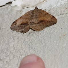 Chiasmia brongusaria