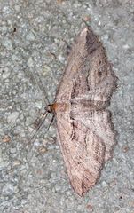 Hebdomophruda
