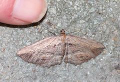 Hebdomophruda