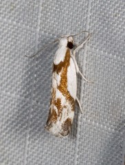 Lichenaula laniata