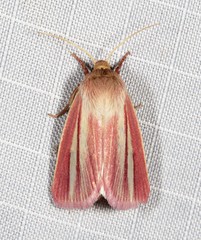 Heliothis roseivena