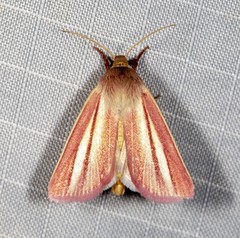 Heliothis roseivena
