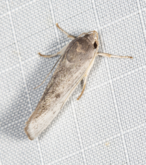 Xylorycta haplochroa