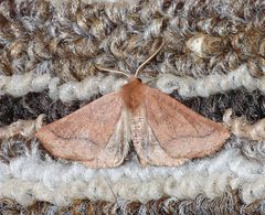 Drepanogynis cnephaeogramma