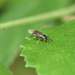 Late Birch Leaf Edgeminer Sawfly - Photo (c) smellyturkey, some rights reserved (CC BY-NC), uploaded by smellyturkey