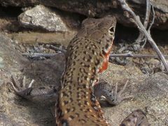 Spotted Sand Lizard photo 2