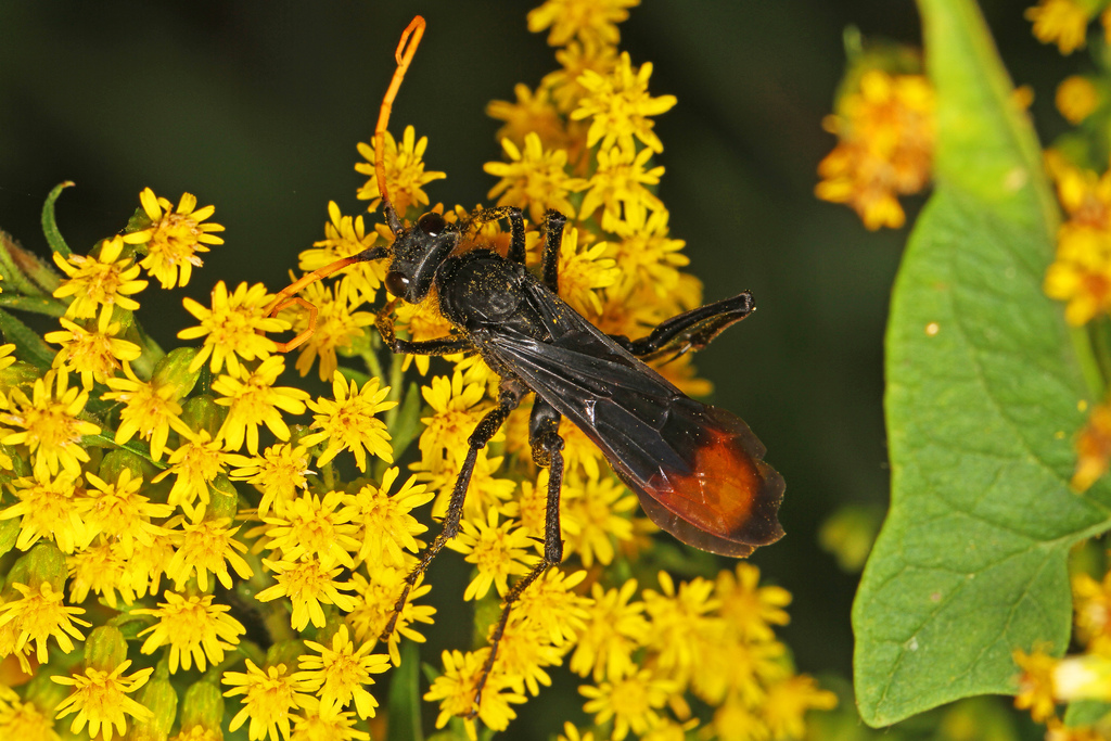 Eastern Tawny-horned Spider Wasp