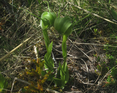 Pterostylis oliveri
