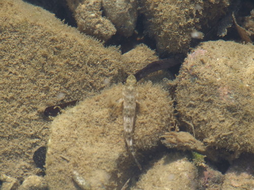 Gobius cobitis