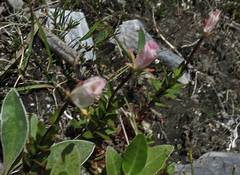 Epilobium vernicosum