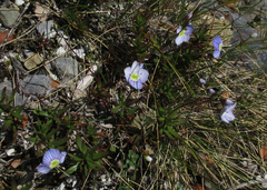 Veronica linifolia