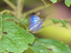 Arhopala antimuta