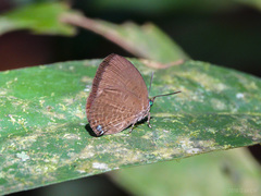 Arhopala antimuta