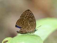 Arhopala democritus