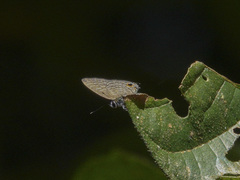Nacaduba subperusia