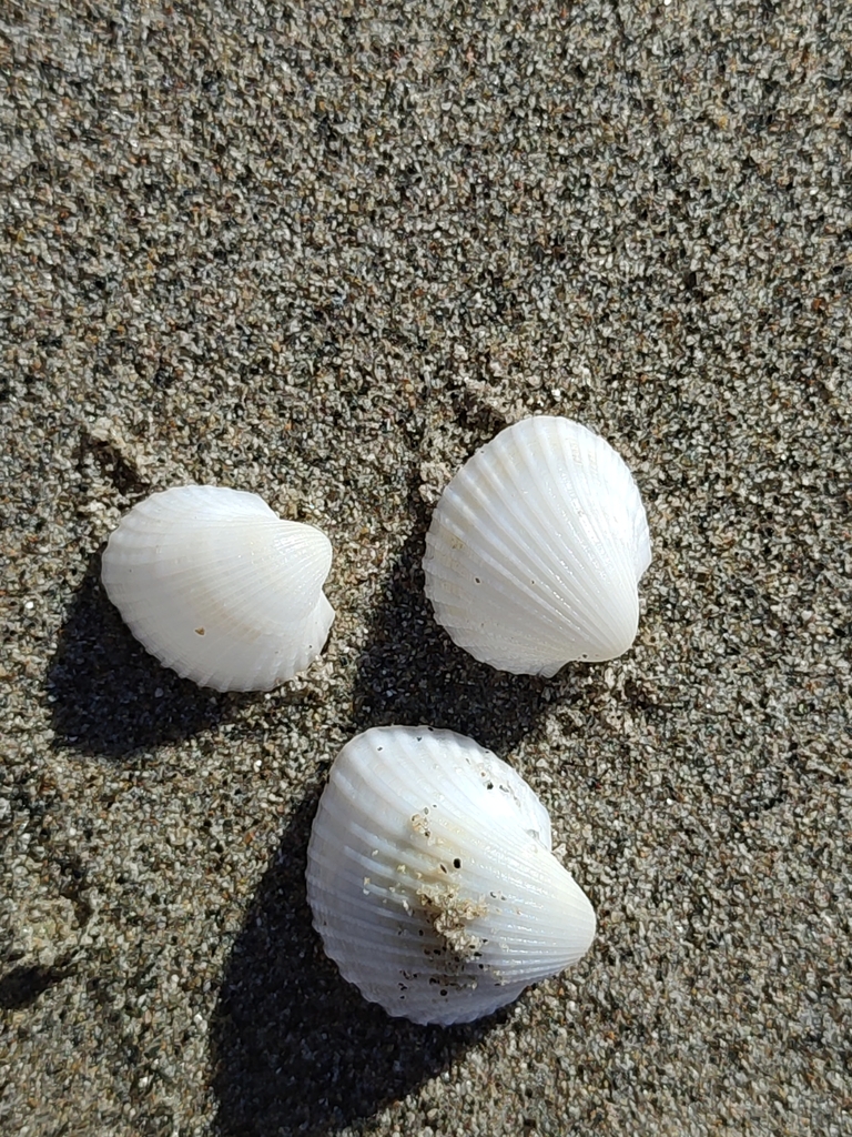 Anadara pilula