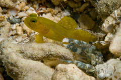 Cryptocentrus cinctus