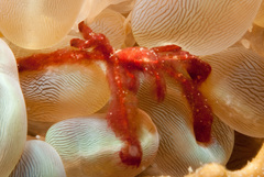Achaeus japonicus