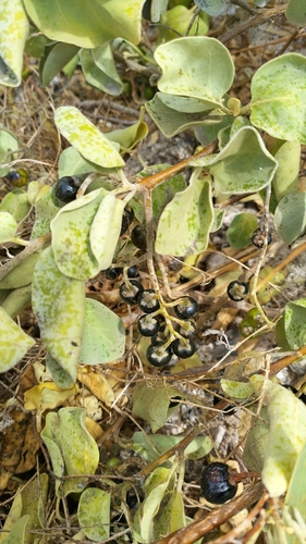 Solanum nelsonii
