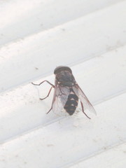 Tabanus sudeticus