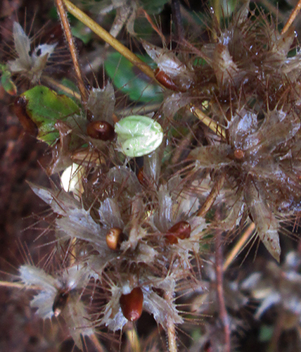 Blepharis maderaspatensis image