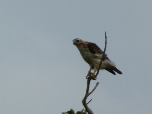 Red-tailed Hawk photographed in Kansas