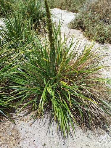 Eragrostis variabilis observed 2023-07-06