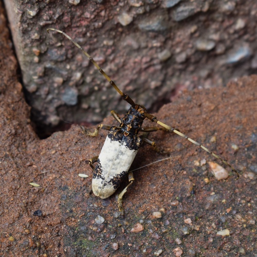 Photo of White Coffee Stemborer (Monochamus leuconotus)