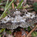 Cleorodes lichenaria - Photo (c) Paolo Mazzei, osa oikeuksista pidätetään (CC BY-NC), lähettänyt Paolo Mazzei
