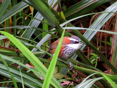 Pomatorhinus musicus