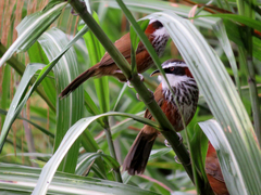 Pomatorhinus musicus