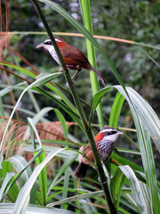 Pomatorhinus musicus