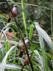 Pomatorhinus musicus