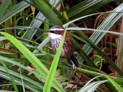 Pomatorhinus musicus