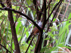 Pomatorhinus musicus