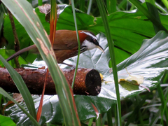 Pomatorhinus musicus