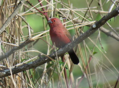 Lagonosticta rhodopareia