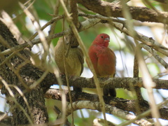 Lagonosticta senegala rendalli