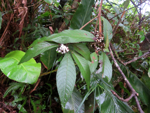 Callicarpa kochiana iNat (2)