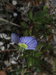 Veronica linifolia